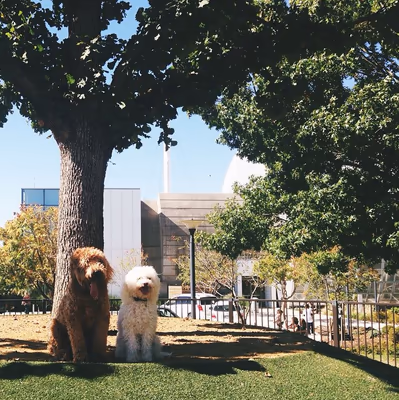 Myriad Botanical Gardens Dog Park photo 1